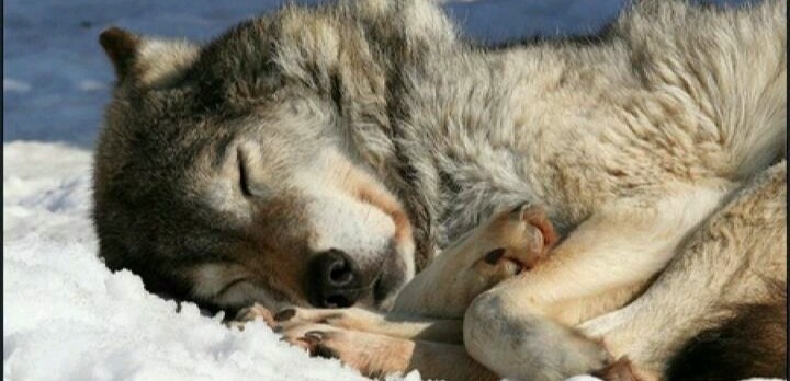 sleepy tired exhausted................ 100 snoozes