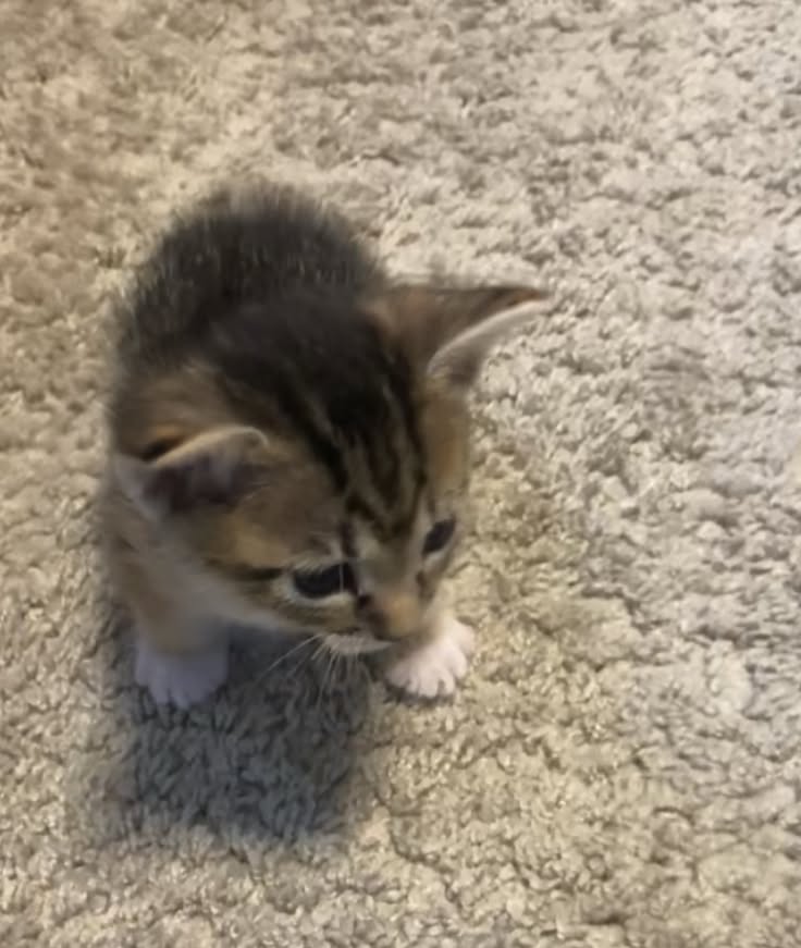 cat 3